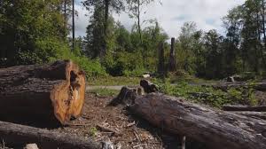 How Our Tree Care Process Works  in  Grafton, WV