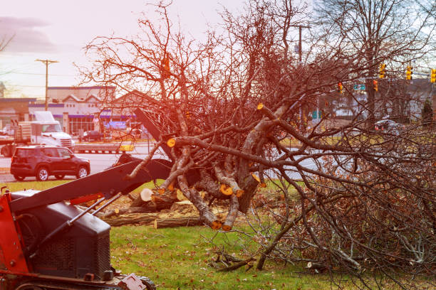 Trusted Grafton, WV Tree Care Experts