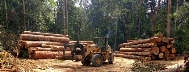 Best Arborist Consultation Services  in Grafton, WV