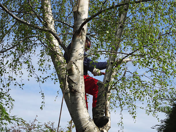Grafton, WV Tree Care Company